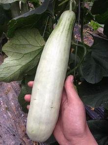 吃西湖瓜的网红是谁,探寻夏日消暑新宠