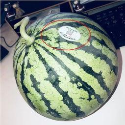 滨州吃瓜网红,带你领略美食与娱乐的双重魅力